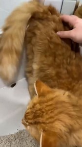 🐈‍⬛ A YEAR IN THE LIFE OF FOSTERING 🐈‍⬛ Amanda has been fostering with us for a year now and she has helped save so many lives 😻 If you would like to experience the same joy as Amanda you can apply to foster with us at the link below: https://form.jotform.com/9Rescue/foster-carer-application | 9 Lives Cat Rescue