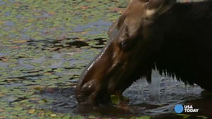 Wolves and moose make music together on Isle Royale