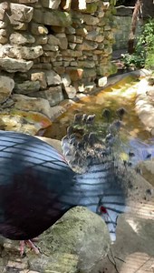 This Victoria crowned pigeon isn’t just any old pigeon. It’s the largest pigeon species in the world and closely related to the extinct ground-dwelling pigeon, the dodo. It’s also named in honor of the British monarch, Queen Victoria - and we can see why! Those feathers sure do look like royalty. | Fort Worth Zoo