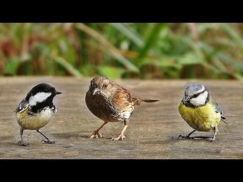 Sons d'oiseaux de la forêt