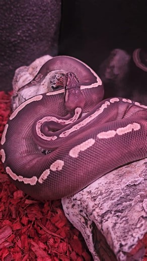 #montypython #snake #reptiles #python #pets #ballpython