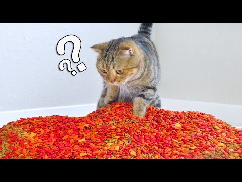 Moments My Cats Made Me Question Their IQ #10