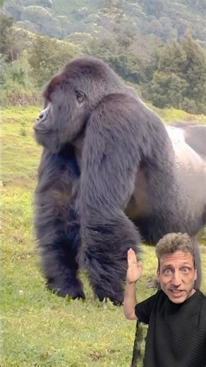 The Eastern Lowland Gorilla is the largest primate on Earth