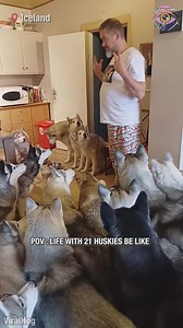 97K views · 328 reactions | Bro is secretly preparing a squad of huskies to conquer the world  | HomeChic | Facebook