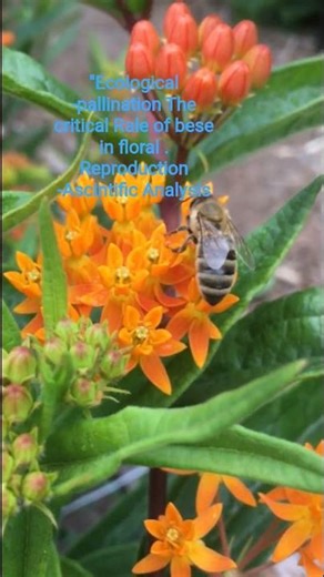 🪰🪰#Pollination#BeeResearch#Ecology#EnvironmentalScience#NatureObservation#Biodiversity#floral