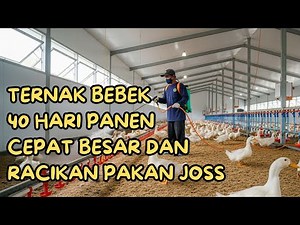 ANTI GAGAL !! Cara ternak bebek peking pedaging 40 hari panen DAN UNTUNG BESAR.