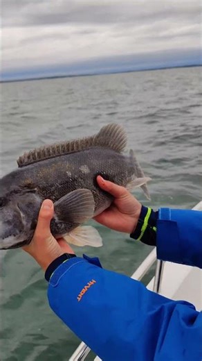 Please Subscribe #fishing #shorts