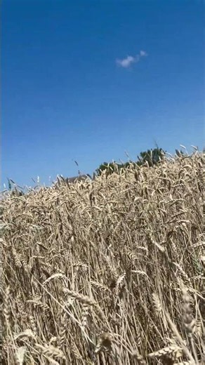 Golden Wheat Field | Peaceful Nature Vibes 🌾