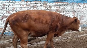 自然交配，是动物的本能，有时对母牛来说是一种折磨！