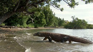The Komodo Dragon’s Remarkable Physiology