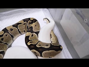 真っ白なボールパイソンがいっぱい産まれる予感・・・