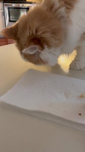 Fun fact: Several years ago, Baxter had a mystery illness and was refusing to eat. I ordered a pizza (for myself) and he went crazy for it. I continued to order pizza every night until he got better. The man loves his pizza. | Cubby and Friends