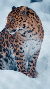 42K views · 4.9K reactions | Born to vanish in snow and shadow ❄️ The Amur leopard is nature’s quiet perfection. #AmurLeopard #CamouflageKing #WildBeauty #ProtectWildlife | Sondre Eriksen Hensema Photography | Facebook