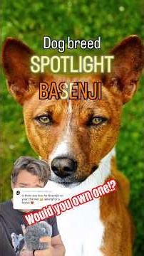 All about the BASENJI #dogs #history #learning #basenji #dogbreed #basenji