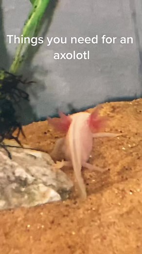 Axolotl Tank Setup Guide: Essentials for Your Pet