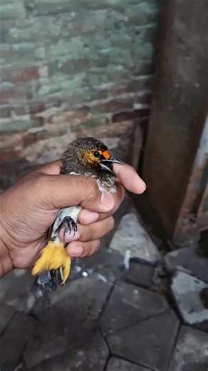 Day 1 Training for Cockatoo Lovers in Indonesia