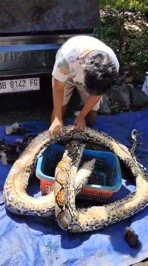 “Big snake energy.” #python #snake #nature #shorts #short