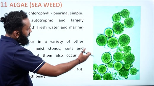 Algae