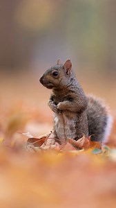 112K views · 5.2K reactions | Je ne vous cache pas que mon but était les renards dans ses magnifiques couleurs d'automne  Et j'en ai vu !! Mais ils ont été plus malins que moi encore une fois  Durant les longues heures d'attente, j'ai joué avec les écureuils 殺 Philippe De-Bruyne / Mon regard sur la nature Calendrier 2026 disponible, la grève est terminée !!  #nature #wildlife | Philippe De-Bruyne / Mon regard sur la nature | Facebook