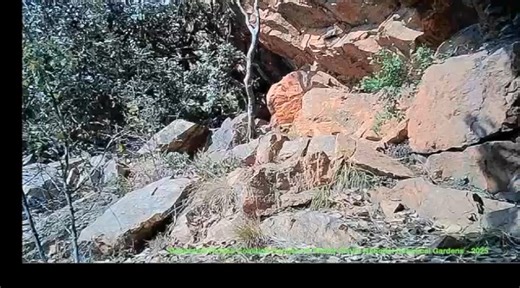 Life @ Sisulu Garden - Scampi photobomb! (Slender mongoose) | Walter Sisulu National Botanical Garden South Africa