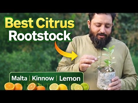 Best Citrus Rootstock (Katti) for Malte, Kinnow, Mosambi & Lemon | Citrus Grafting Rootstock