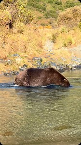 A successful fisherbear. This huge male brown bear has been fishing this section of river every fall regardless of how weak the salmon runs are. Bears will generally move to more productive river systems if their traditional areas have poor returns. As he is an older dominant bear in his prime, he simply stays put and commands/covers most of the river to compensate for finding fewer fish. Poor salmon returns can have a dramatic effect on a bear’s energy output - by having to move great distances