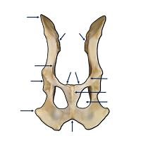 Huesitos - Partes Coxal 2