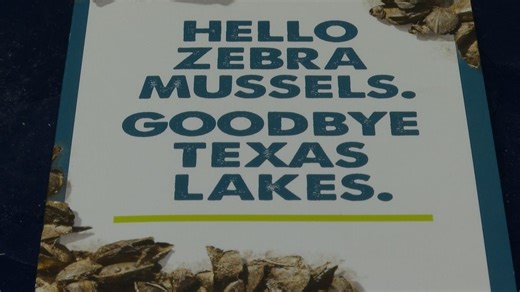 Zebra mussels invade Lake Fort Phantom Hill, threatening ecosystems and infrastructure