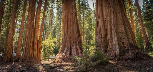Los Angeles to Sequoia National Park Drive: Things to Do & Directions