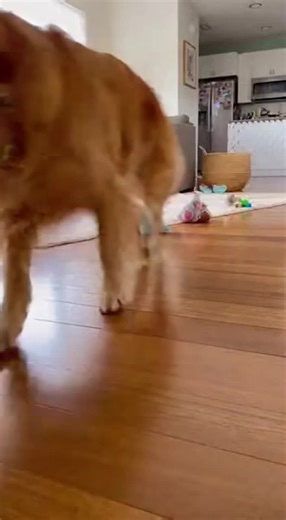 A tiny baby gives one quiet clap and summons a massive, overexcited dog that blasts into the living room like a furry rocket. Chaos, laughter, and an unexpected second clap make this feel like a real-life cartoon spell gone wrong in the cutest way.