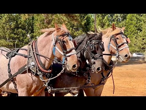 Practice and Fine Tuning for the 3 & 4-Abreast Class: Flashback to the 2023 Draft Horse Classic