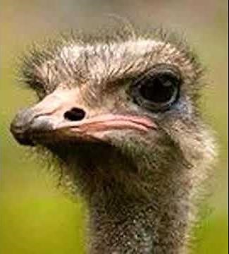 Ostrich Scream 🦆 🔊