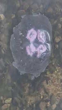 Saving moon Jelly fish #jellyfish #nature