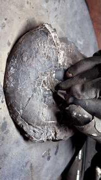 Here’s a stunning example of a Lytoceras Sp. Ammonite Fossil that was found