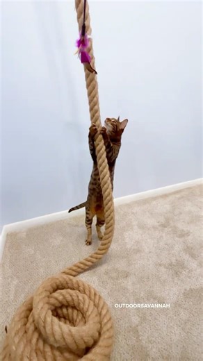 🤫don't tell our landlord #cat Climbing Rope for a Cat