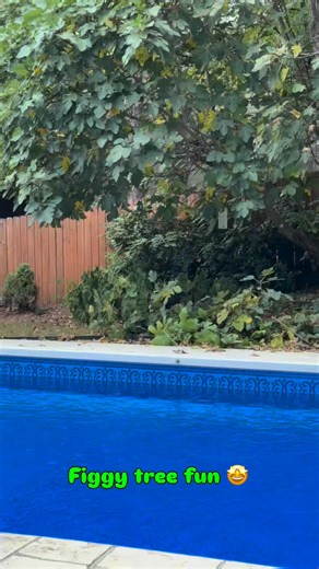 13 reactions | That day I helped Daddy trim the fig tree was the best! #dogreels #DogsOfFacebook #bostonterrier #elitheboston 浪❤️ | Eli the Boston | Facebook