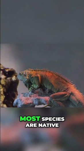 Chameleon Habitats: Discover Where These Creatures Thrive! #shorts