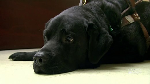 New restrictions proposed for emotional support animals on airplanes