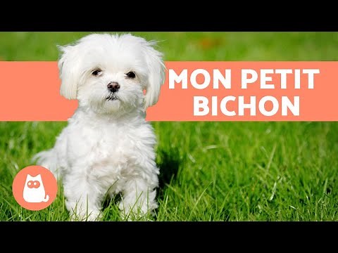Maltese Bichon - Character, care, education