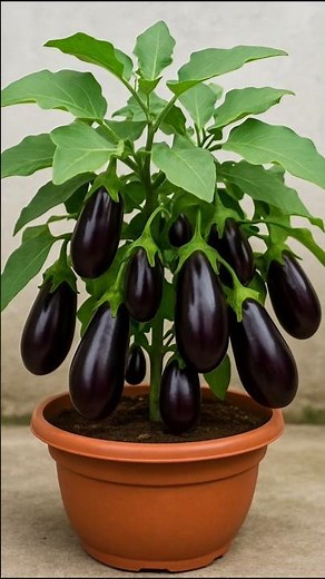 How to Care for Eggplant Plants – Growing Tips for Healthy Eggplants