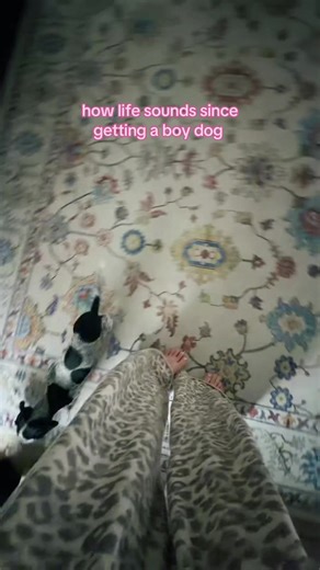 Understanding Your Dachshund's Vocalization