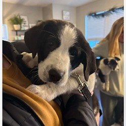 Pacific, MO - Great Pyrenees/Australian Cattle Dog. Meet Kiah a Pet for Adoption - AdoptaPet.com