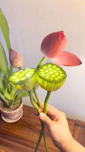 Don’t throw away the lotus pods after eating them. Make a lotus pod lamp with your children. It’s simple and beautiful #diycrafts #upcycle #creativecrafts #parentchildcraft #handmade #lotuspodlamp #familyfun #kidscrafts #naturecrafts #homemadeart | paper craft ideas