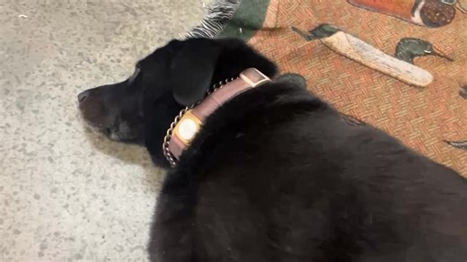 Lenny looks like a black lab but she’s half malamute and here is the proof, she has two different coats of fur, the gray is the malamute. | Pablo Edwardo