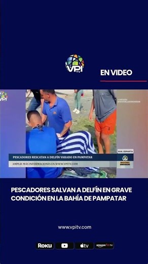 Fishermen save dolphin in critical condition in Pampatar