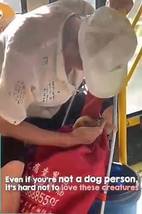 100K views · 3.5K reactions | Peter Shelley - Love Me, Love My Dog | Kead Chaiwat | Facebook