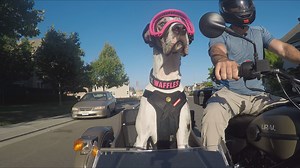 Great Dane named Waffles receives celebrity status for her unique ride in sidecar