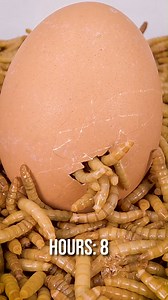 🐛 Mealworms devouring stuff in Timelapse 😂 | WormLapse