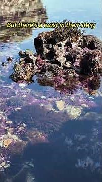 What Makes Purple Sea Urchins So Special?