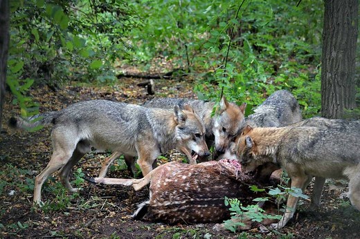 8 Best Mental Exercises for Your Dog - Your Dog Advisor